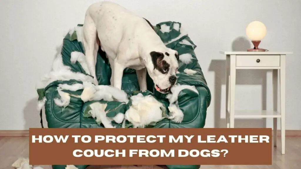 Photo of a dog destroying a leather couch.
How to Protect My Leather Couch From Dogs?