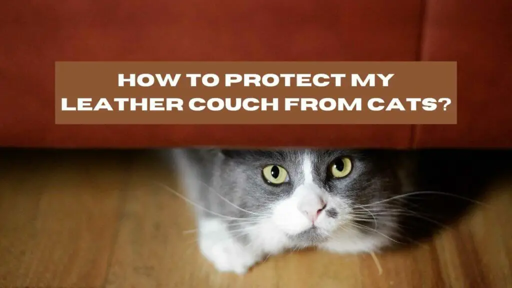 A cat hides beneath a leather couch. How to Protect My Leather Couch From Cats?