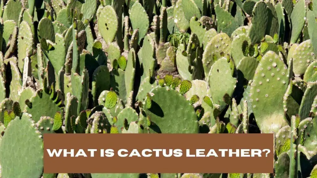 Photo of several cacti used to make cactus leather. What is Cactus Leather?
