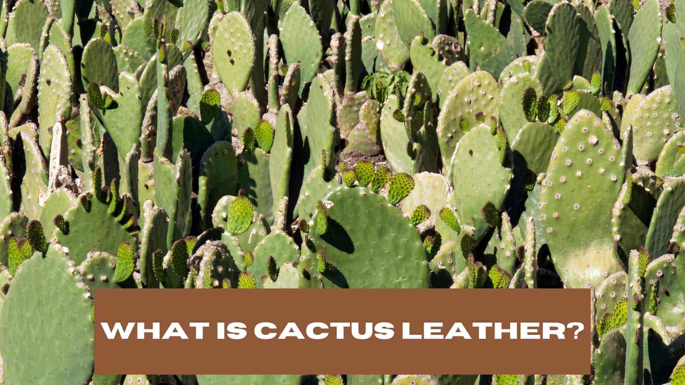 What is Cactus Leather