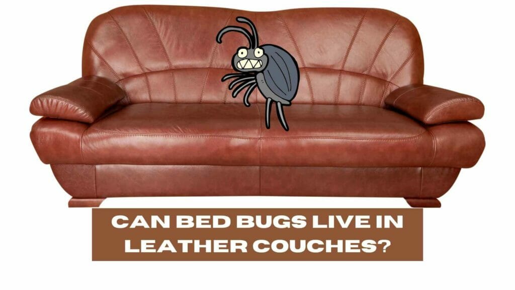 Photo of a brown leather couch with a bed bug drawing on top. Can Bed Bugs Live in Leather Couches?