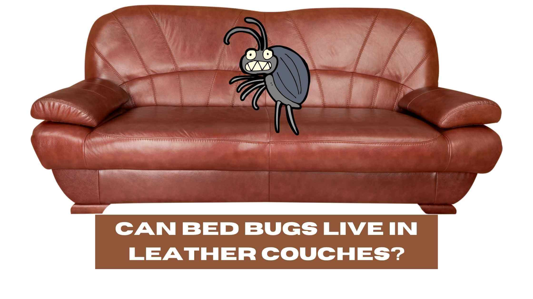 Can Bed Bugs Live in Leather Couches